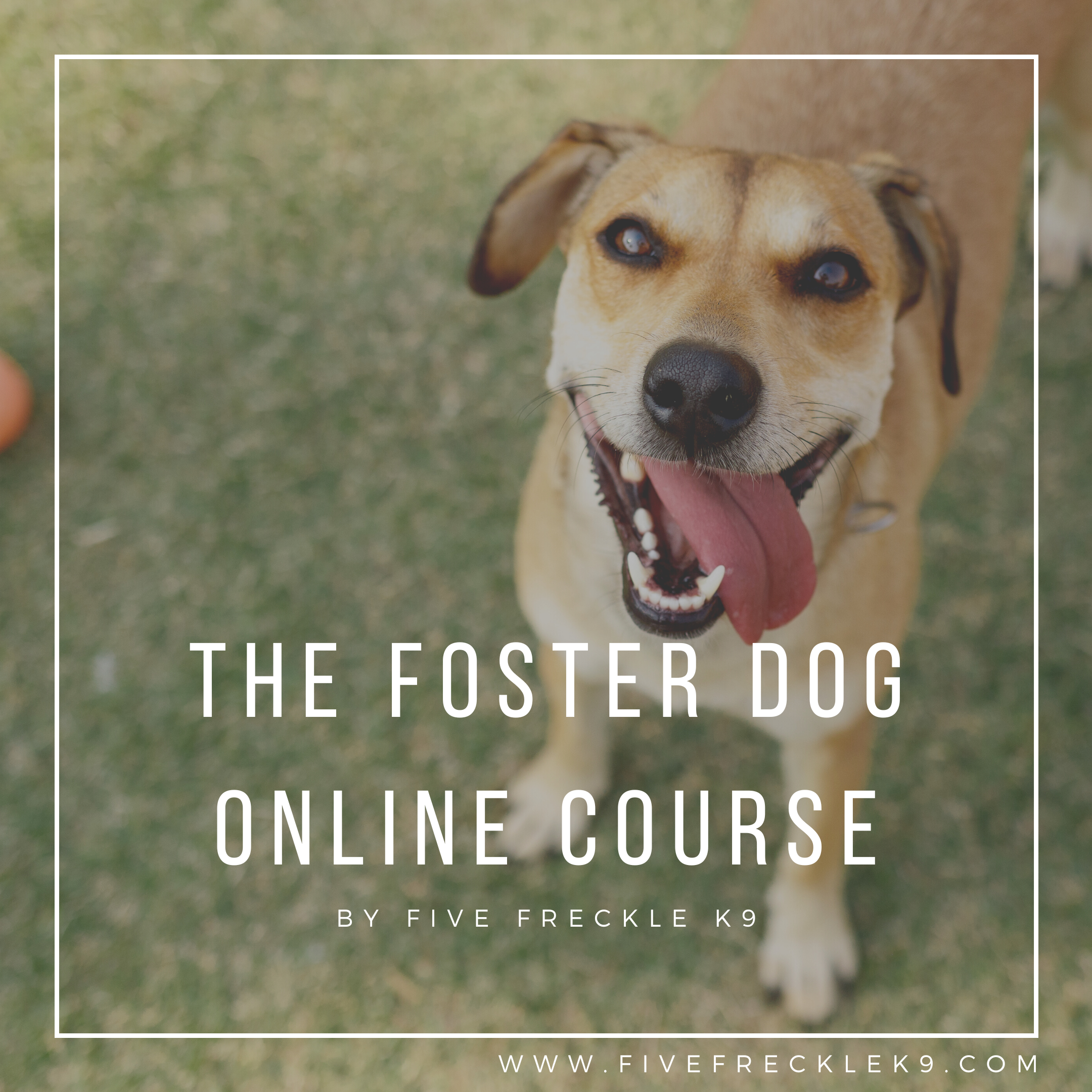 Purchase Online Course - Fostering a Dog