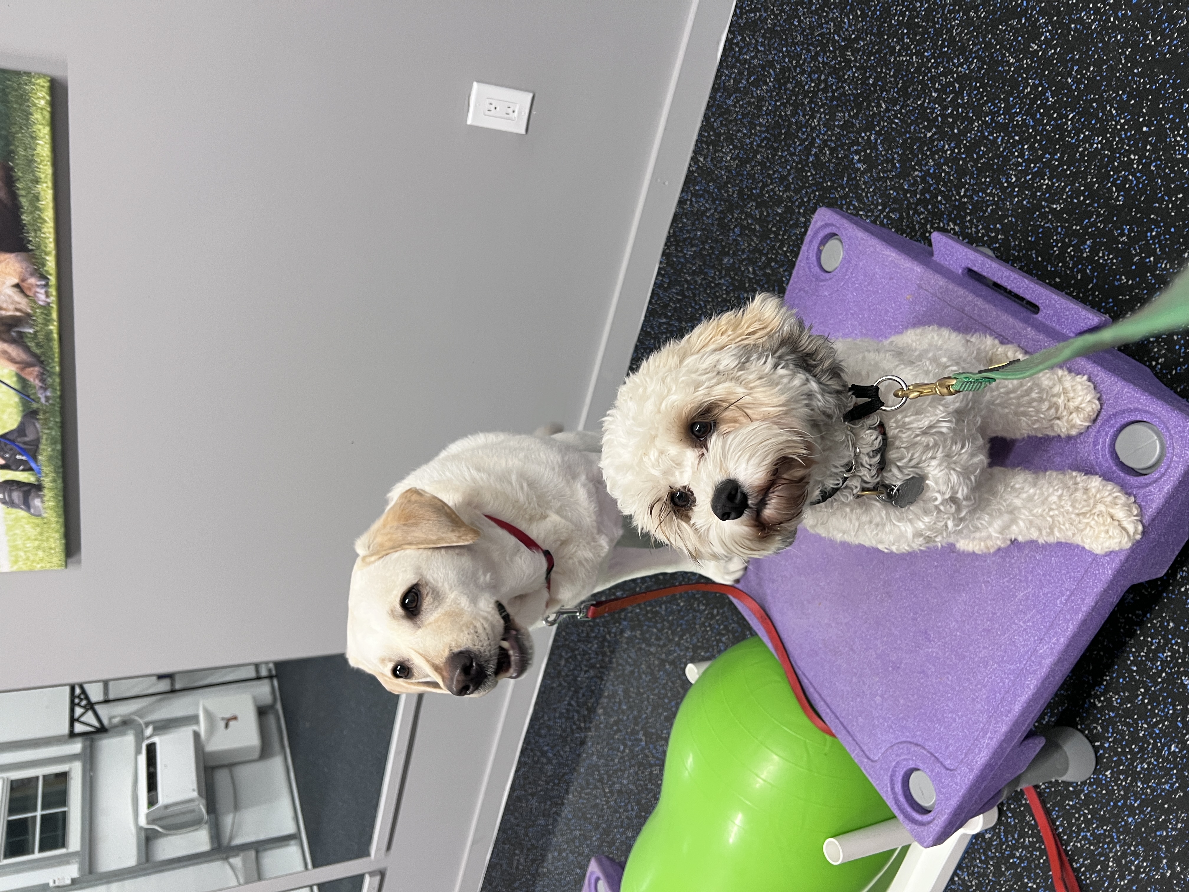 Purchase VIPup Club - 2 Pups - Free Training day for each!