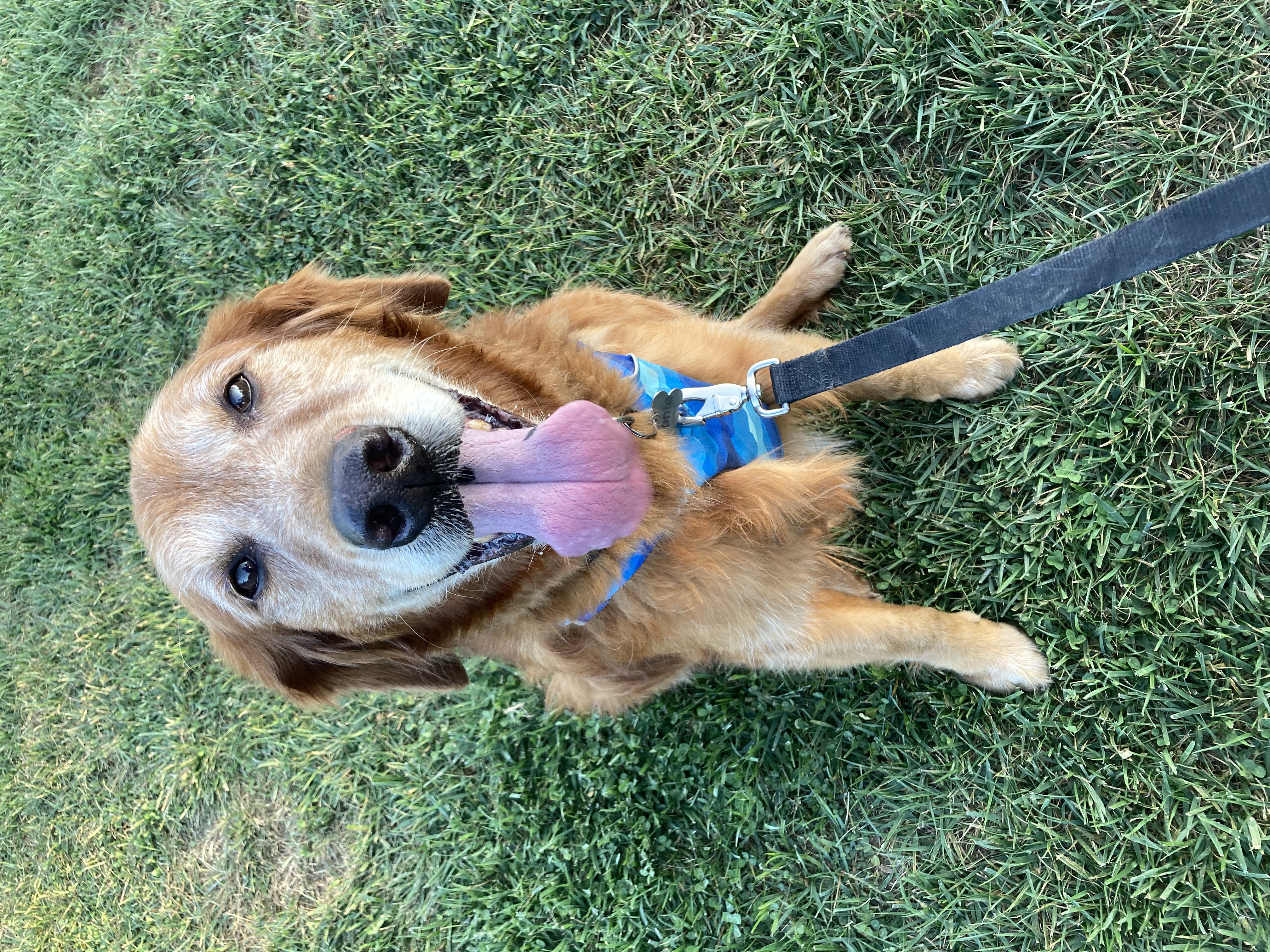 Purchase Woofpack Fiesty Fido (Dog Reactivity) Package