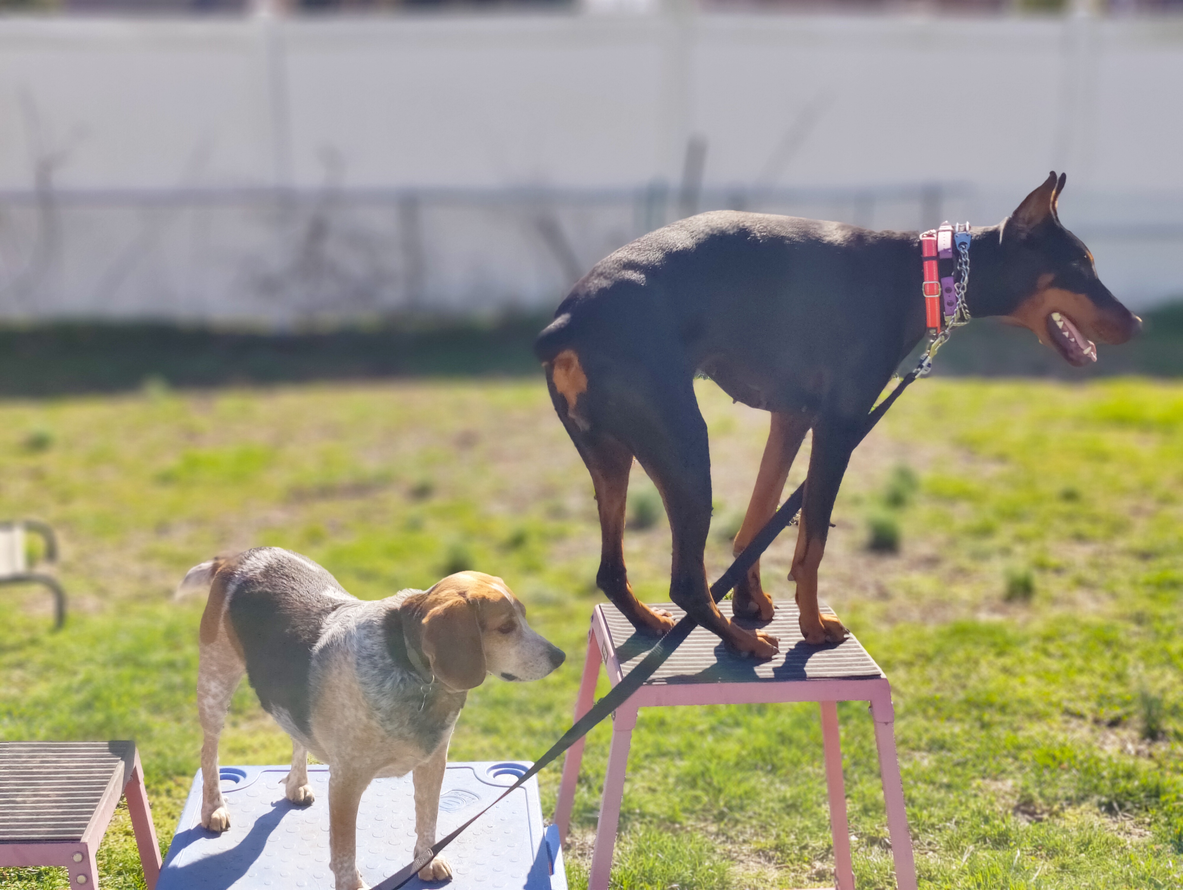 Purchase Two 4 week Puppy Basic In-Home Bundle
