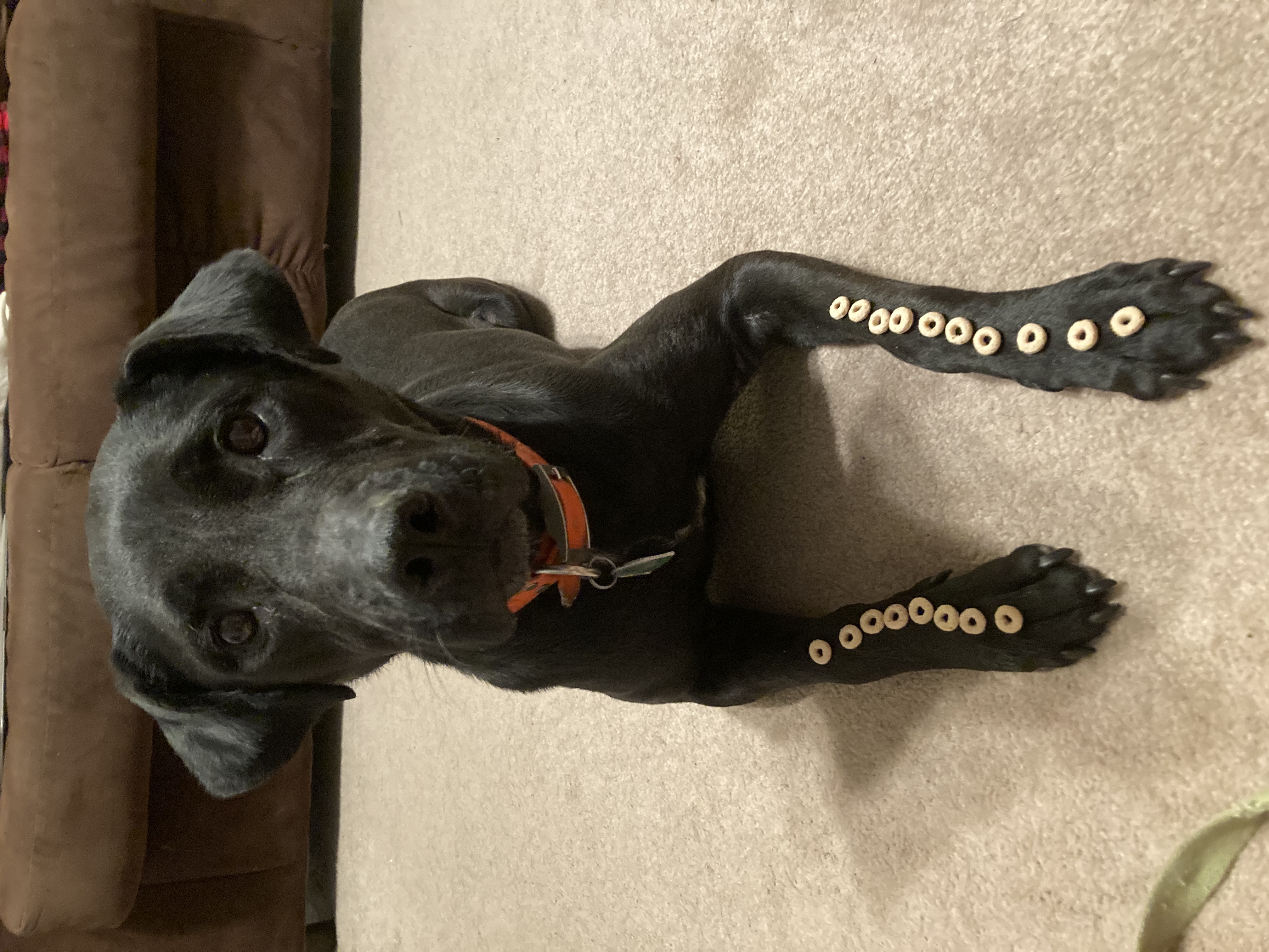 Purchase Woofpack Pawsitive Care Package