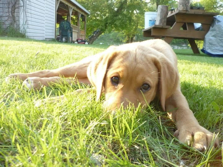 Purchase New Puppy Package