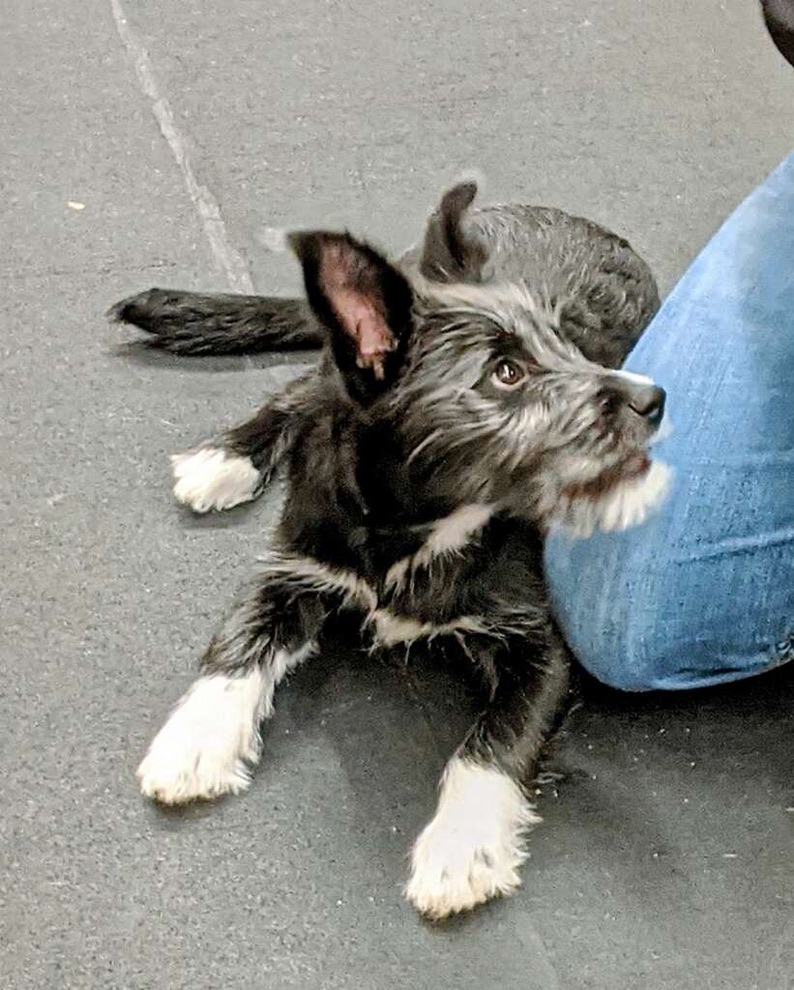 Purchase Puppy Primer Class + Weekly Playgroup Package (ALL BREEDS Version)