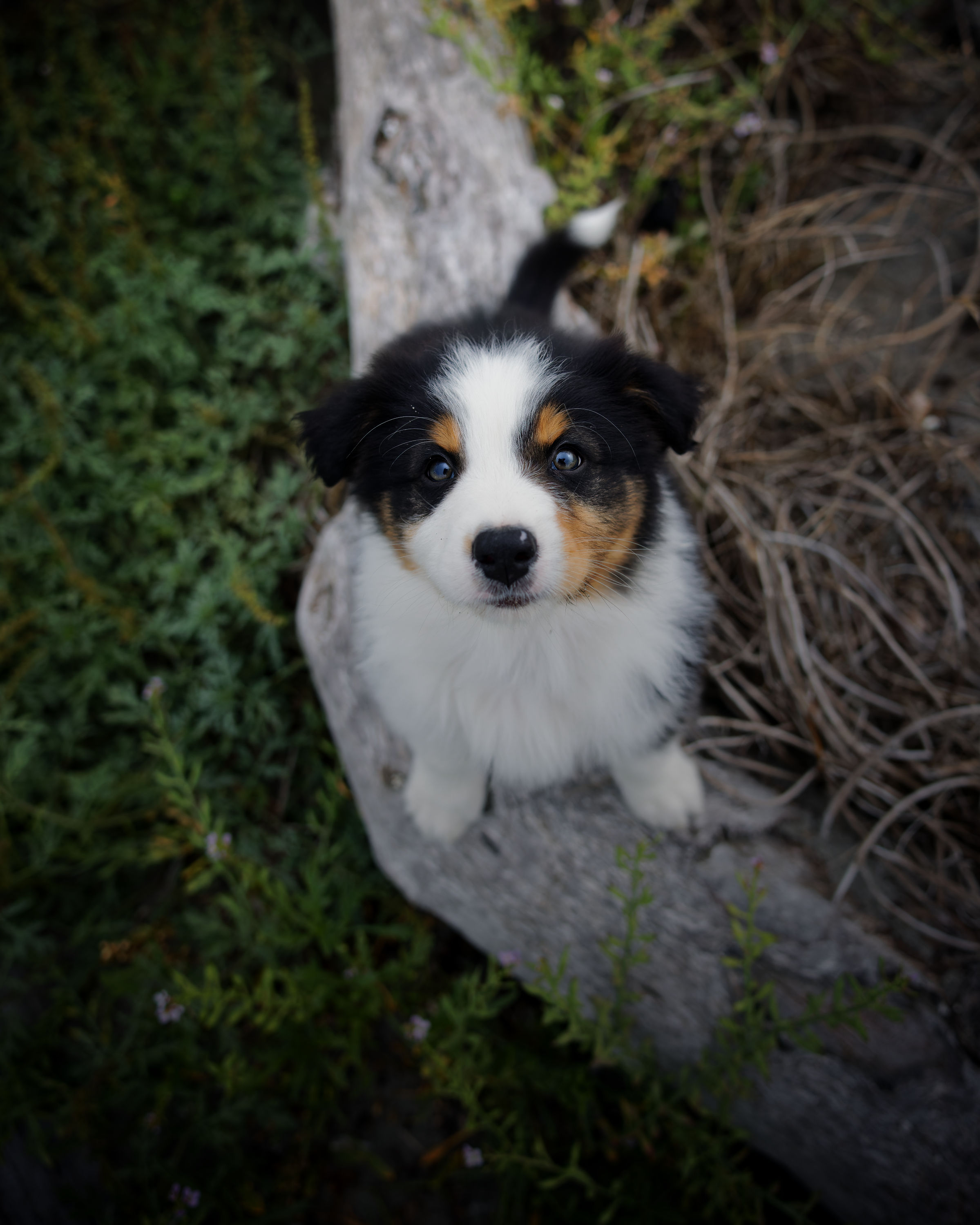 Purchase Puppy Package 