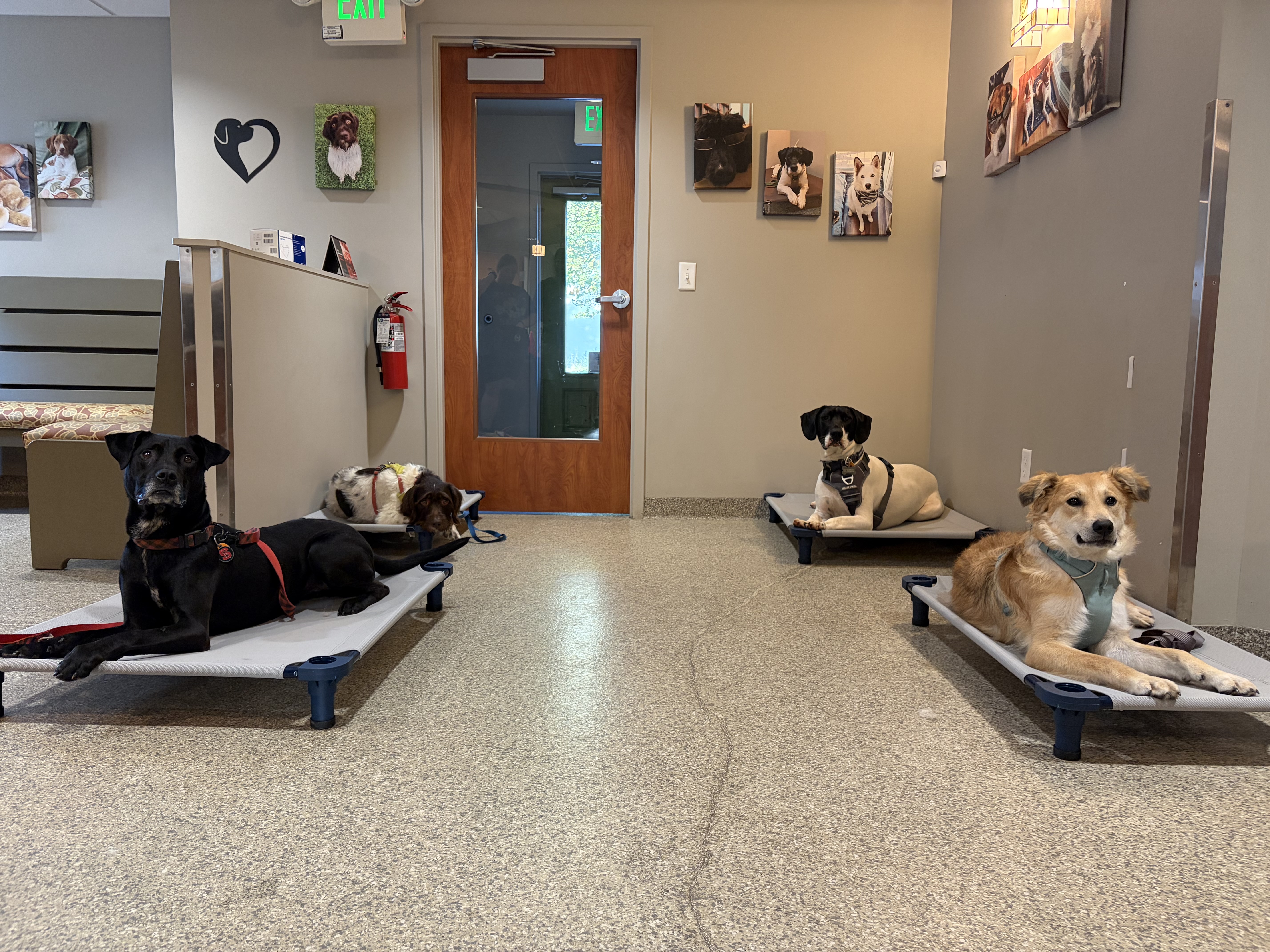 Purchase Woofpack Obedience Package