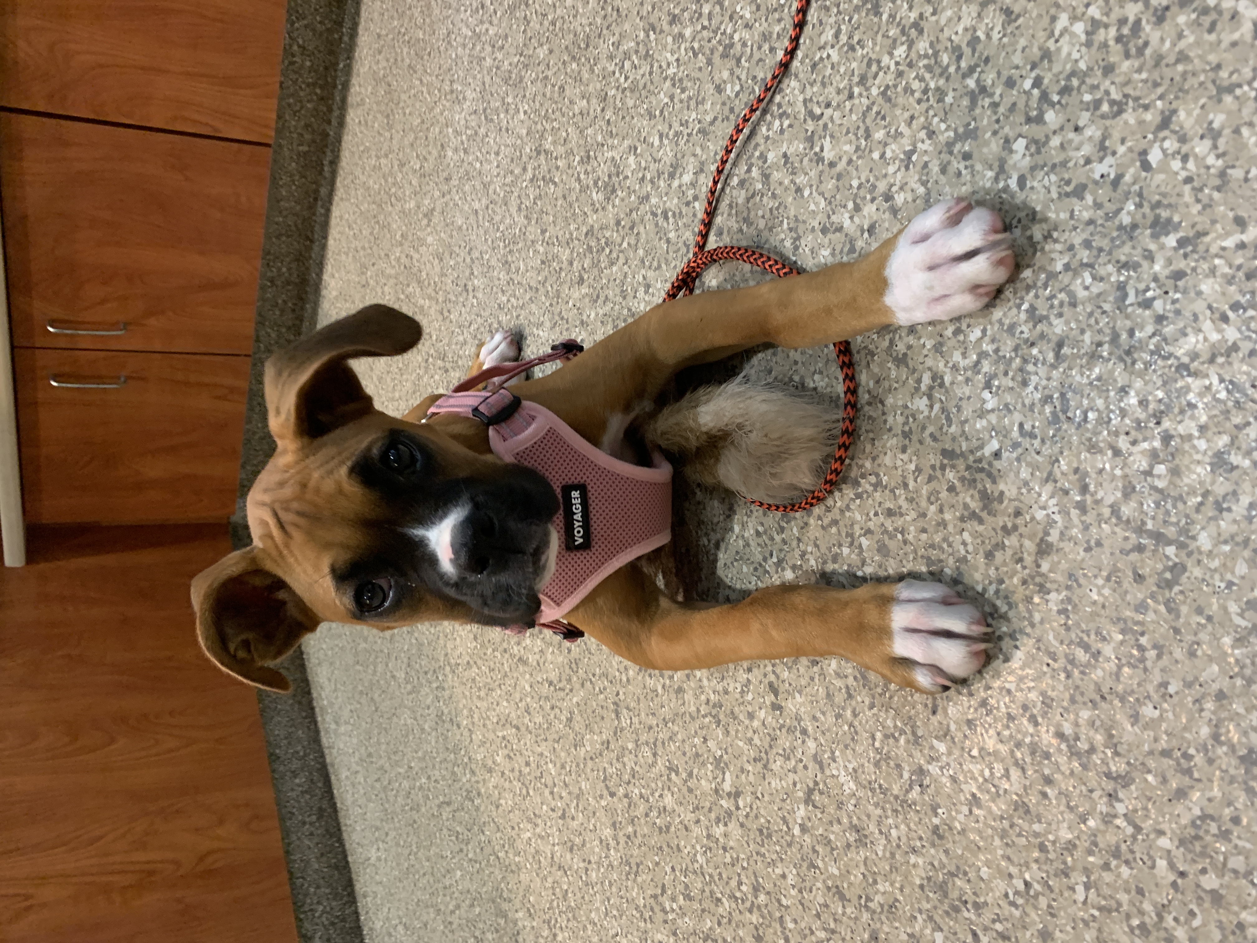 Purchase Woofpack Puppy Starter Package