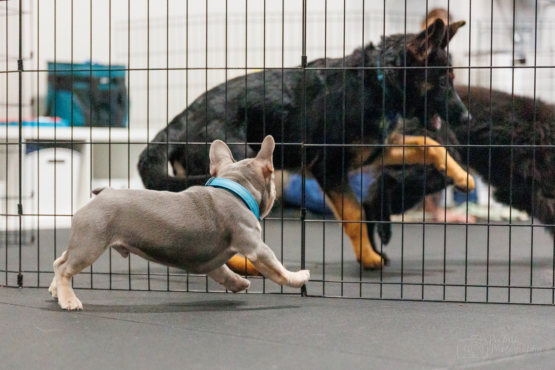 Purchase Puppy Bronze Package: Puppy Primer + Four Puppy Play Groups