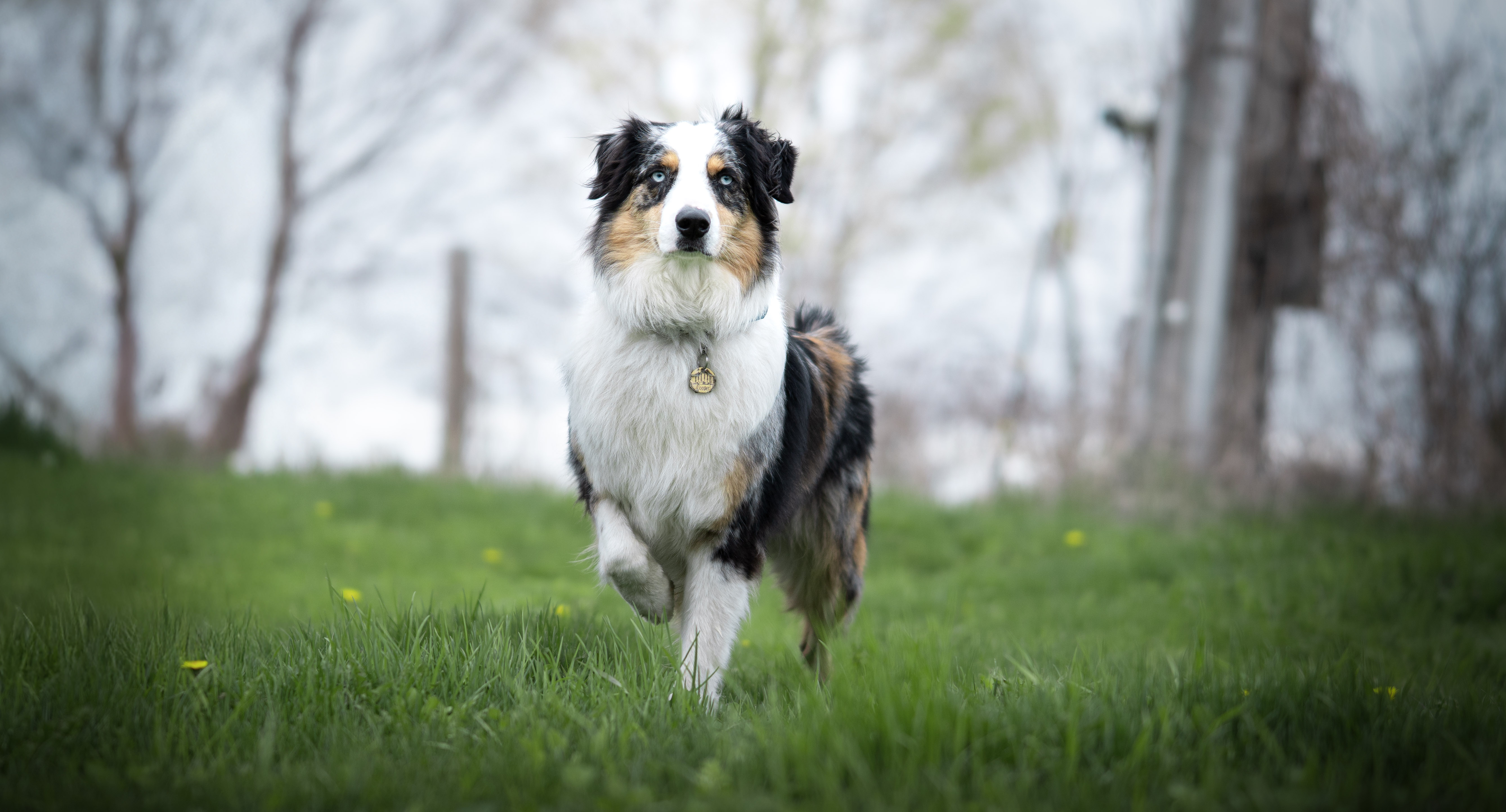 Purchase 6 Lesson Training and Obedience Package