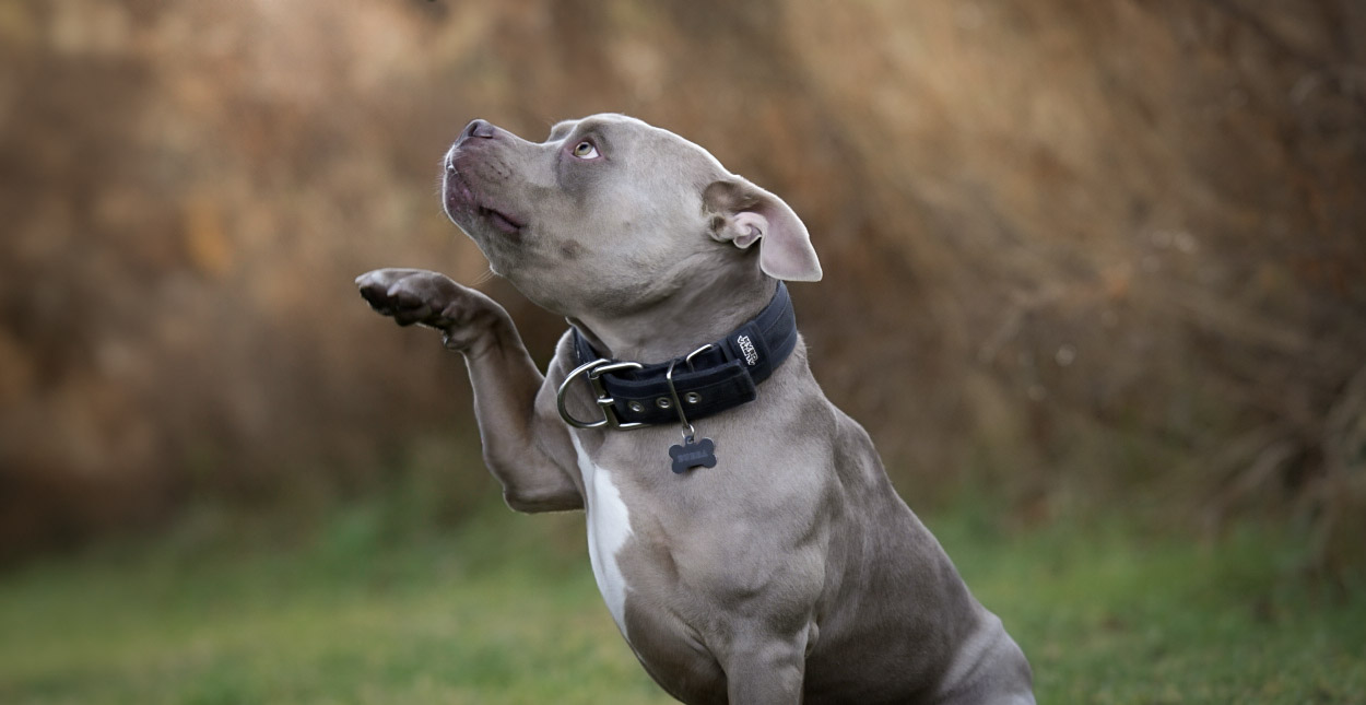 Purchase 10 Lesson Training and Obedience Package