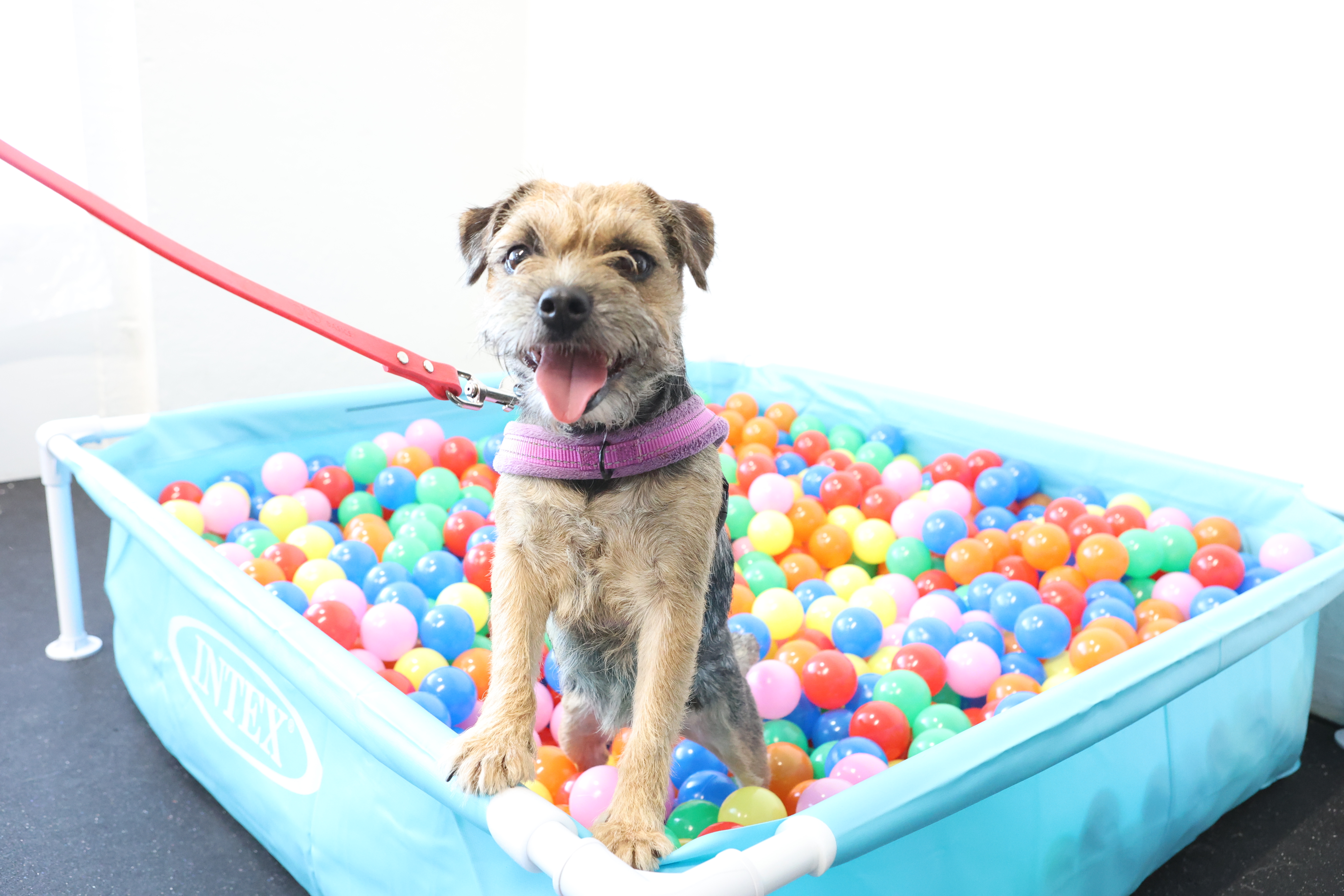 Purchase 3 Pack of Puppy Play 'n Learn Classes