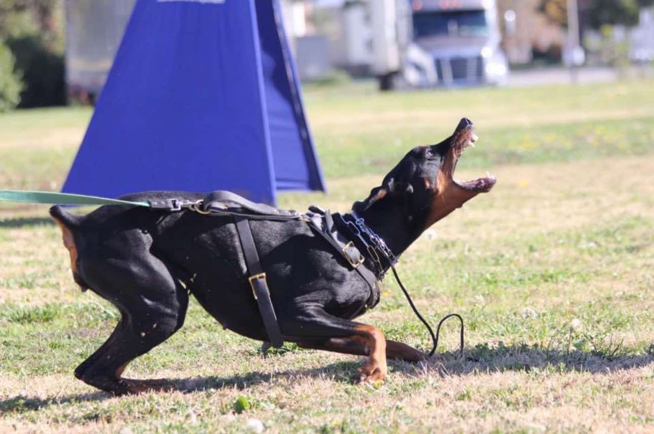 Purchase Feisty Dog 3 Pack of Lessons