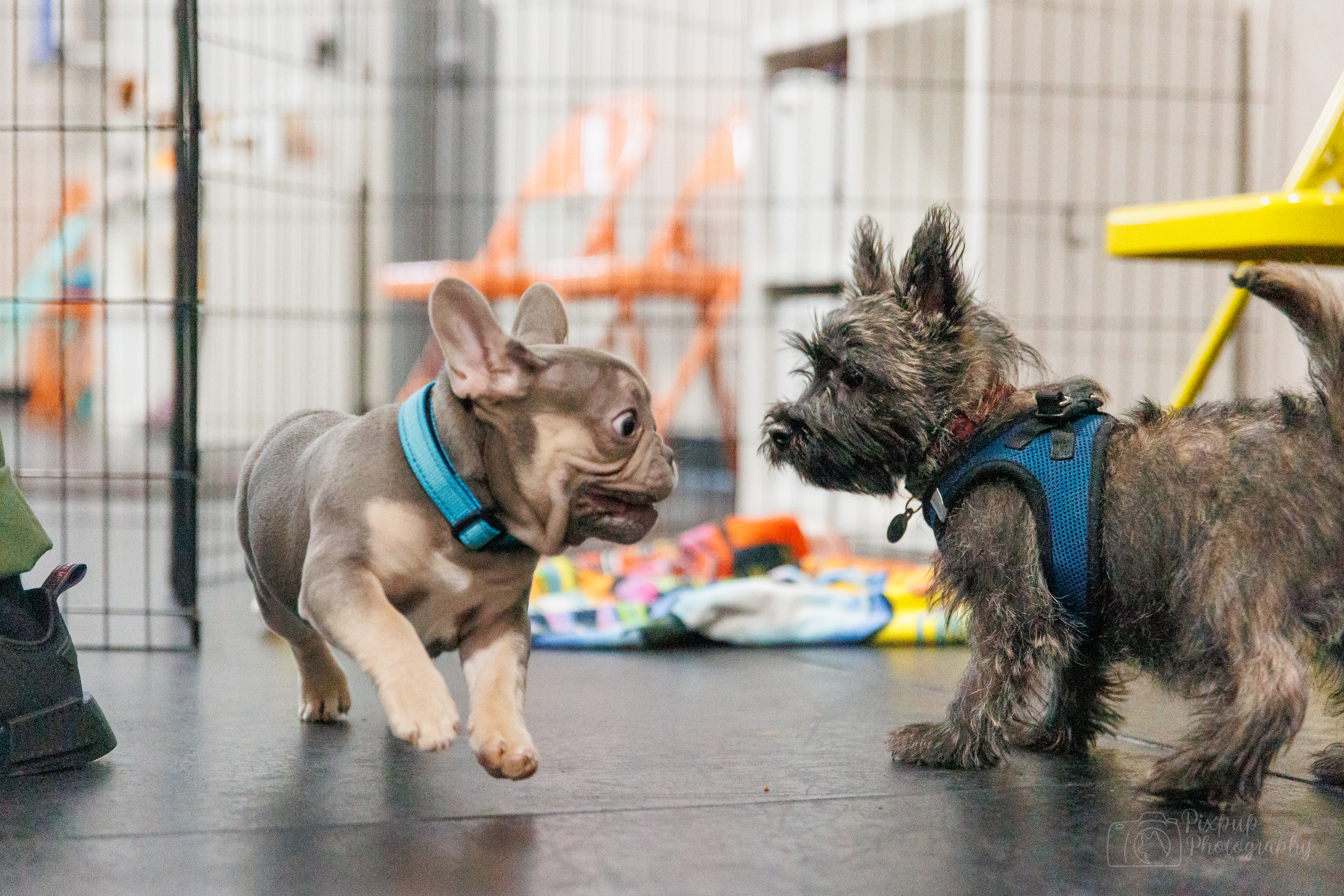 Purchase Puppy Bronze Package for Small/Med Breeds: Puppy Primer + Four Weekly Play Groups