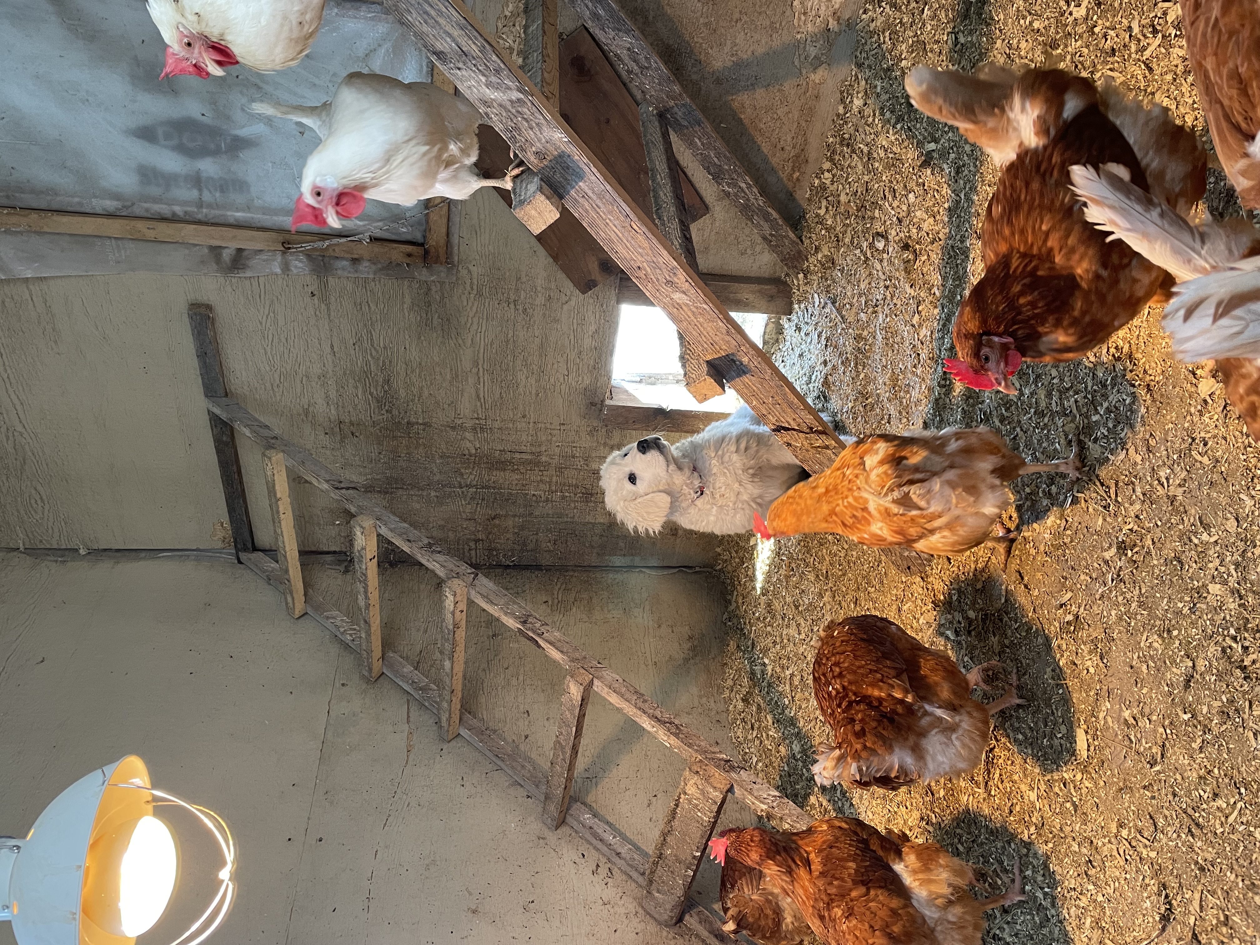 Purchase LGD New Puppy Package