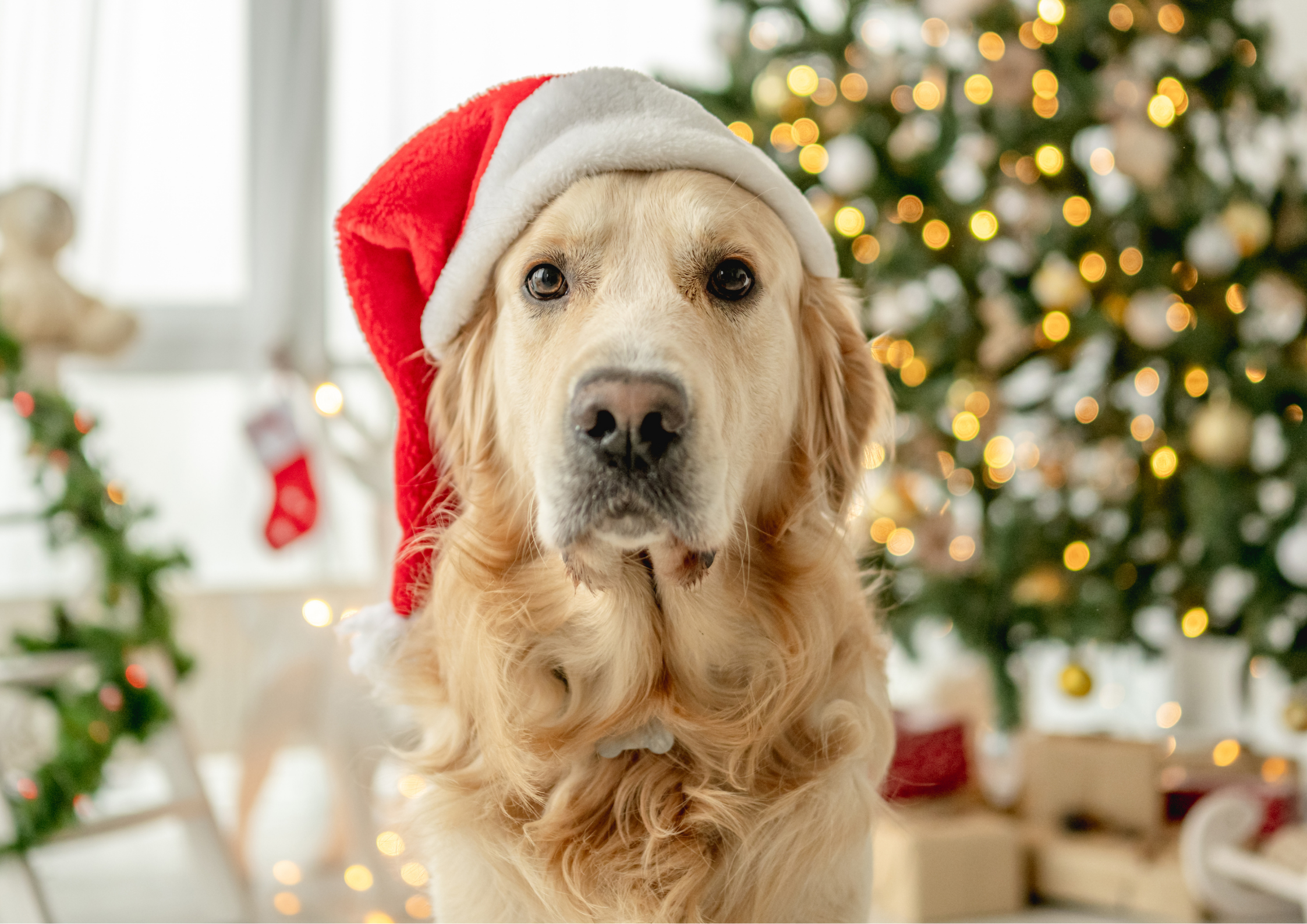 Purchase Christmas Training - 4 Sessions In Lead Up To Christmas