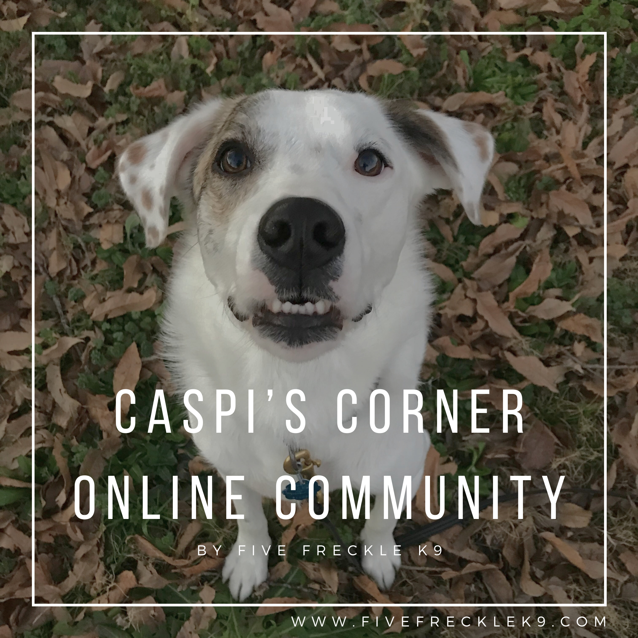 Purchase Caspi's Corner - Facebook Community Subscription