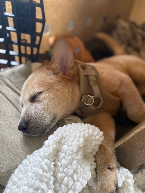 Purchase Early Puppy Training iEssentials