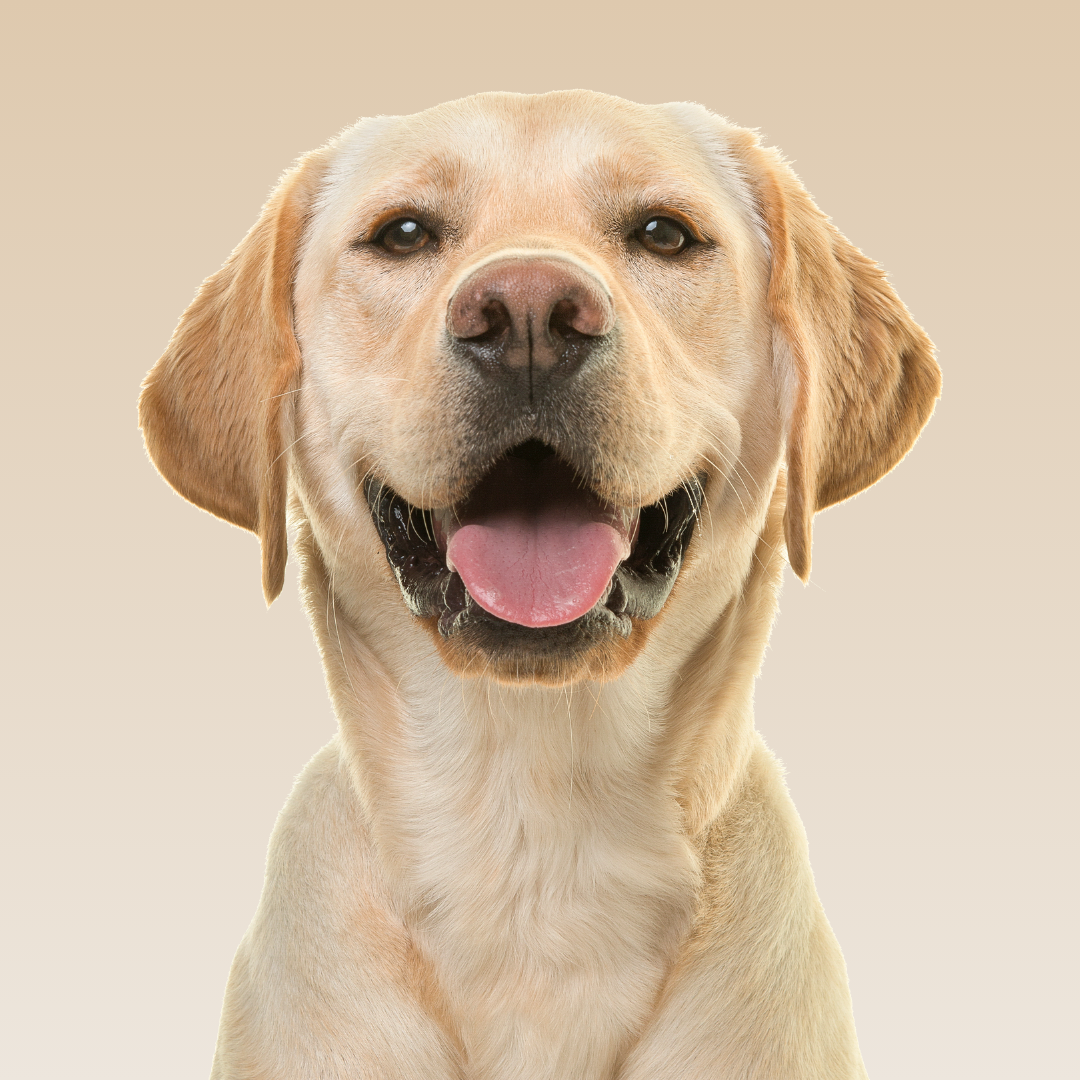 Purchase B&T1. Ultimate Board & Train Package