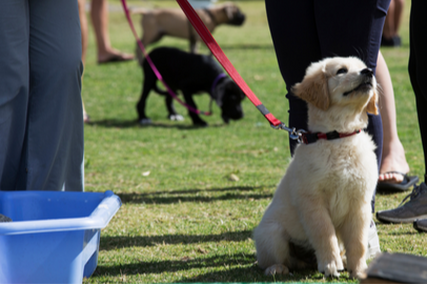 Purchase "Puppy Pathfinders" at Camp Canine Quest