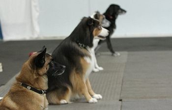 Purchase Companion Dog Package