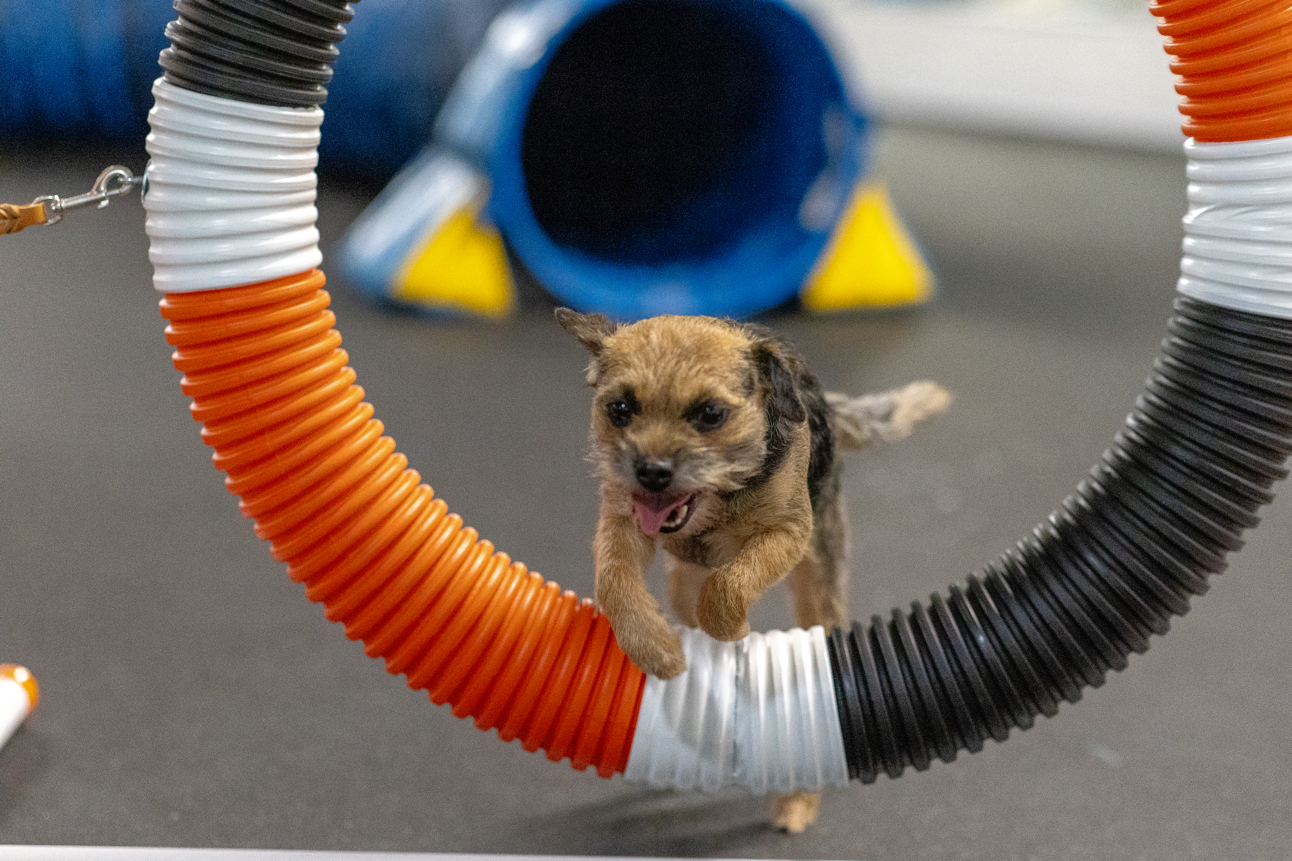 Purchase 6 Pack of Obedience with Agility Hybrid