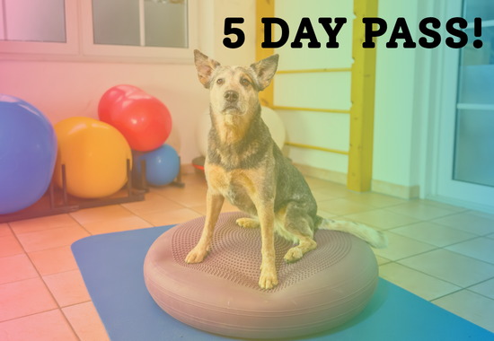 Purchase K9 Fit Club - 5 Class Punch Card