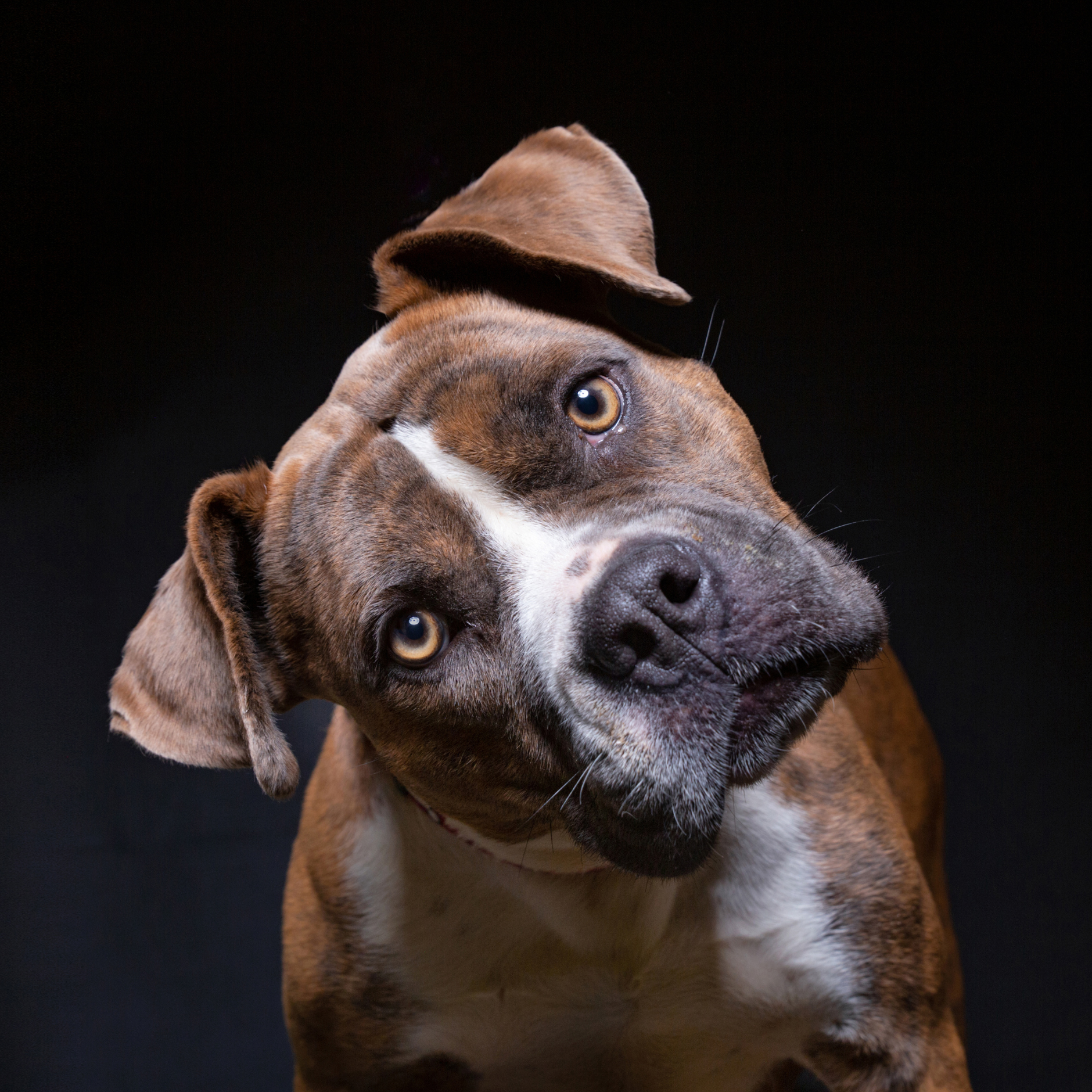 Purchase B&T3. Skill Builder Board & Train Package