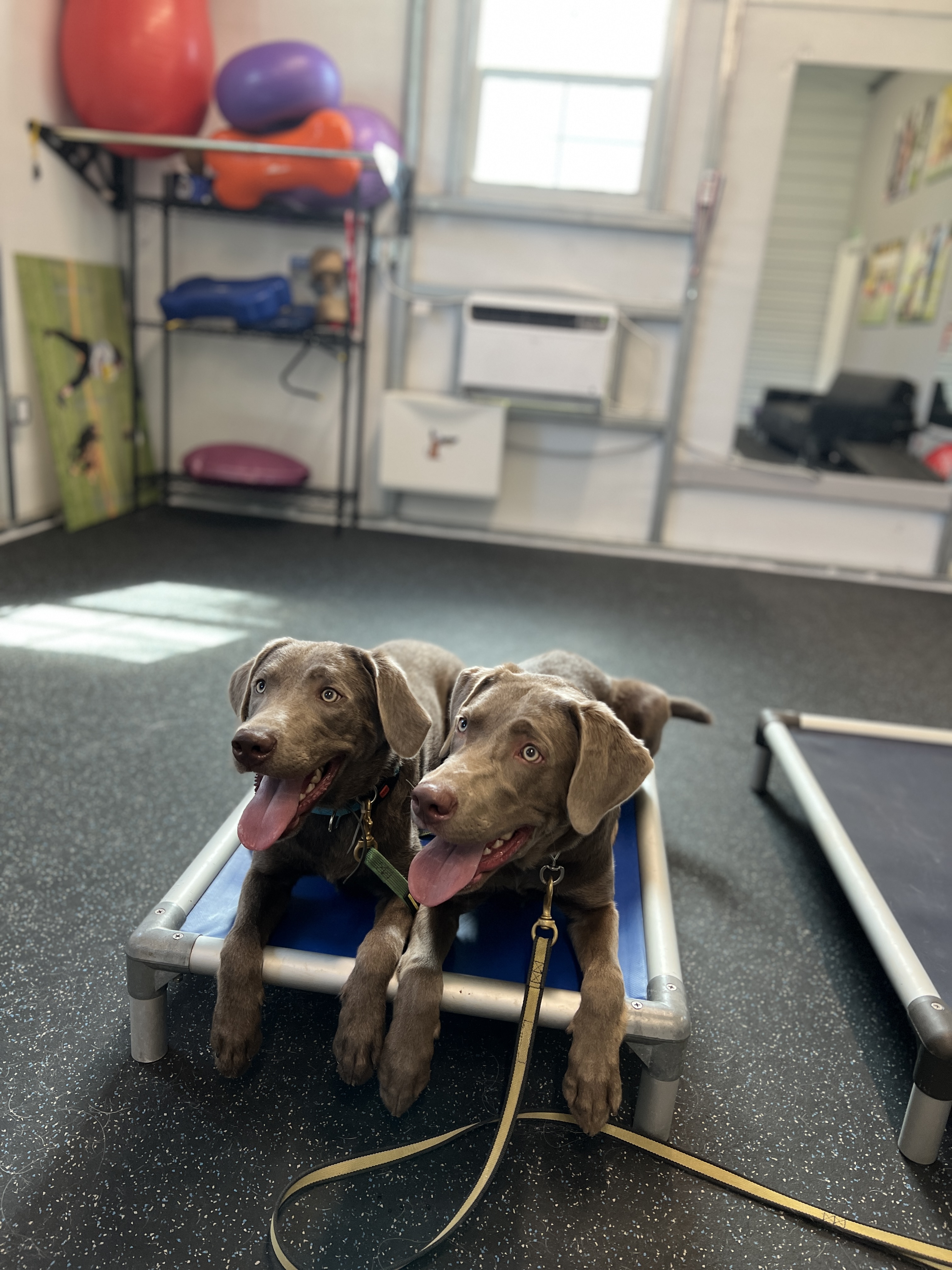 Purchase 2 Pups VIPup Hall of Fame