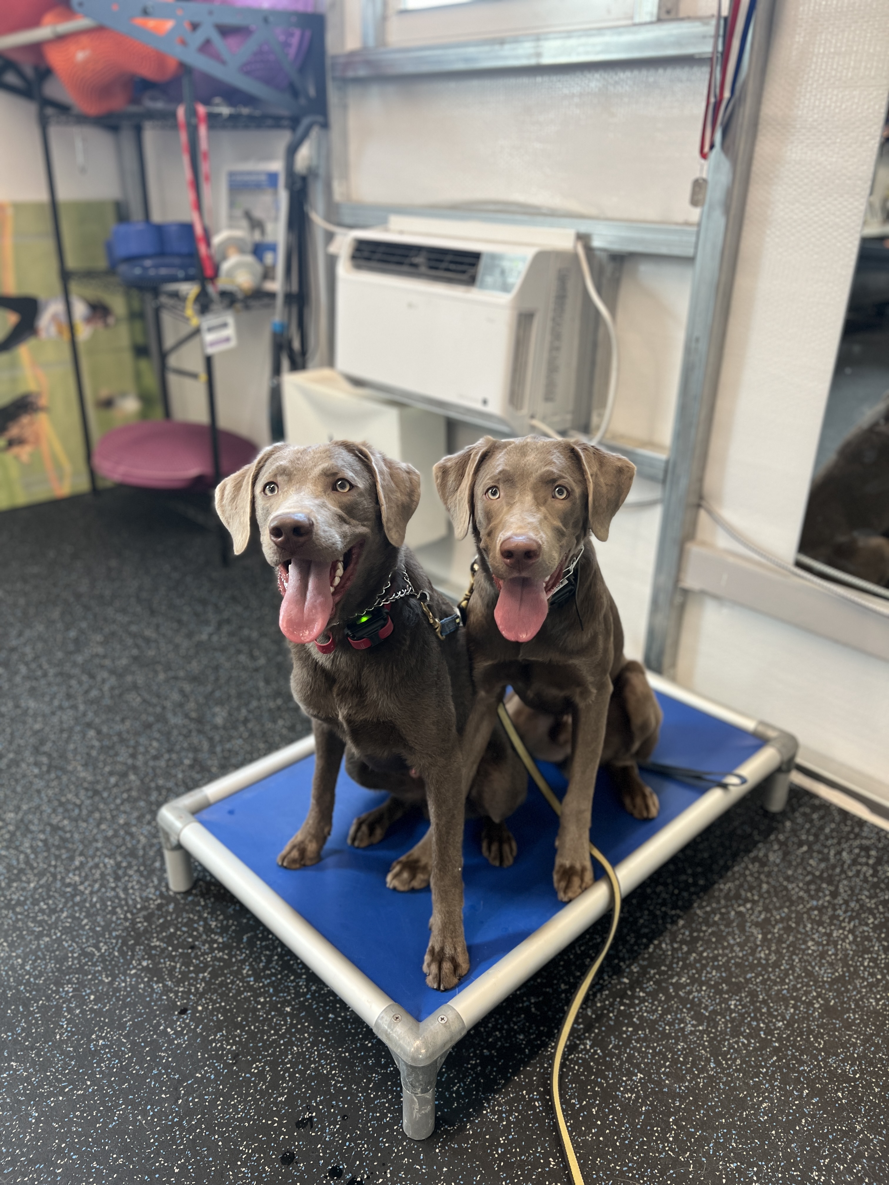 Purchase 2 Pups VIPup Honor Roll