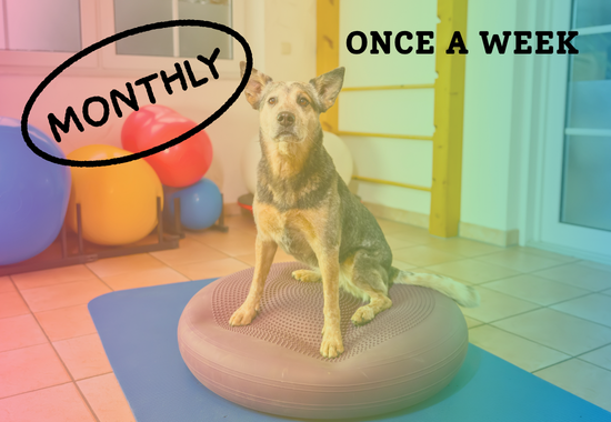 Purchase K9 Fit Club Monthly Pass - Once a Week