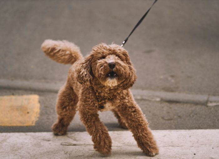 Purchase CR102 Reactive Dog 6-Lesson Package