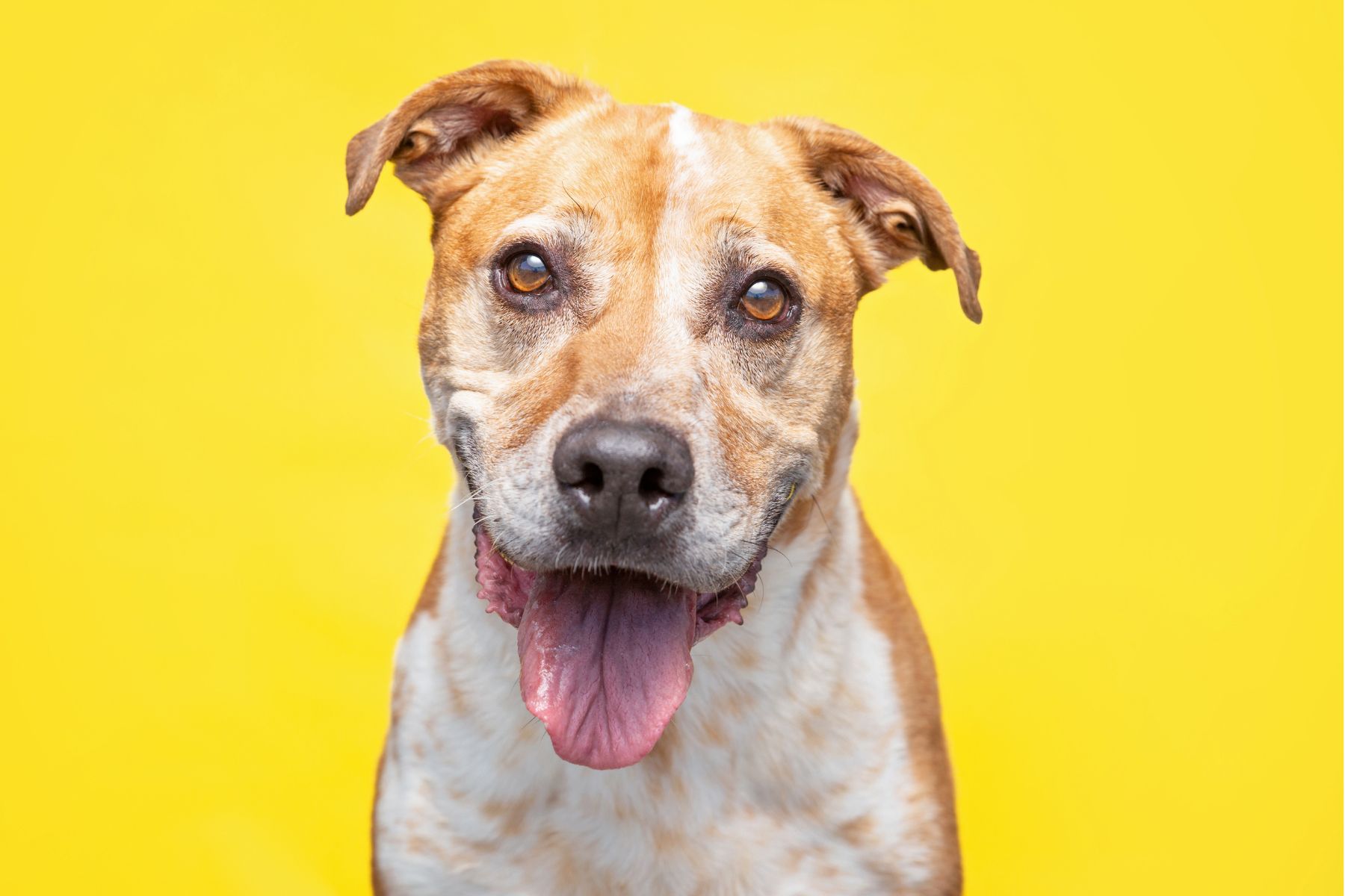 Purchase 5 Walk & Train Package