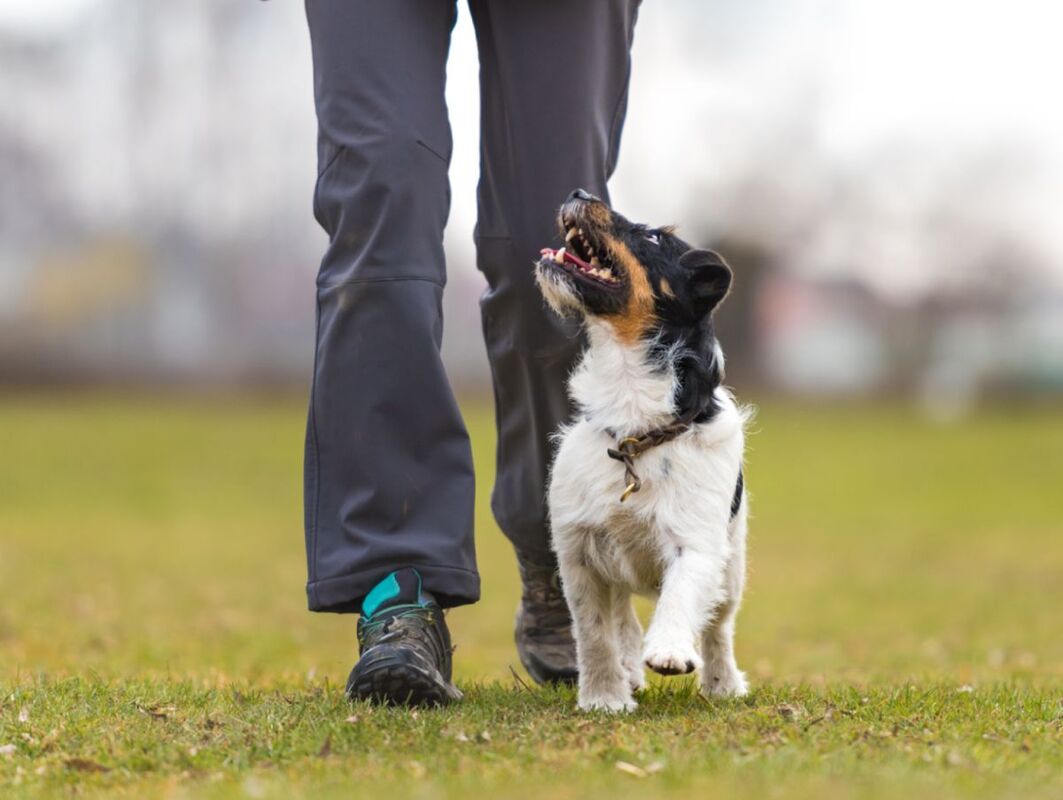 Purchase "Balanced Basics" at Camp Canine Quest (10 day)