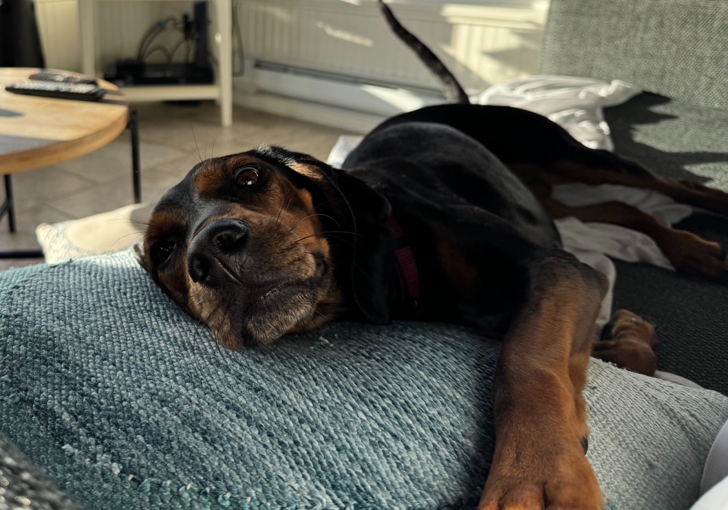 Purchase Four Hour Support Package for One Behavior Problem