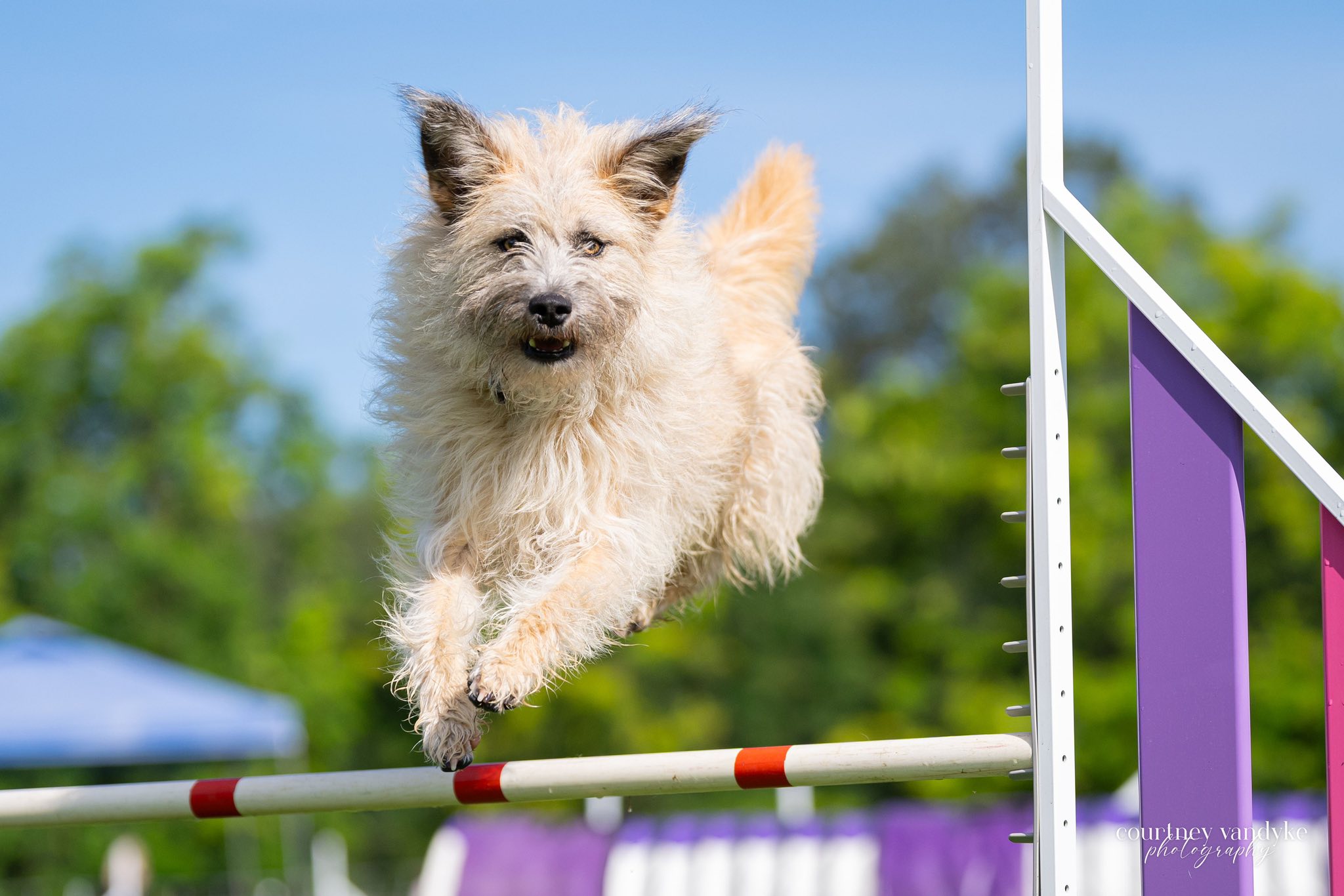 Purchase Sport Dog Package