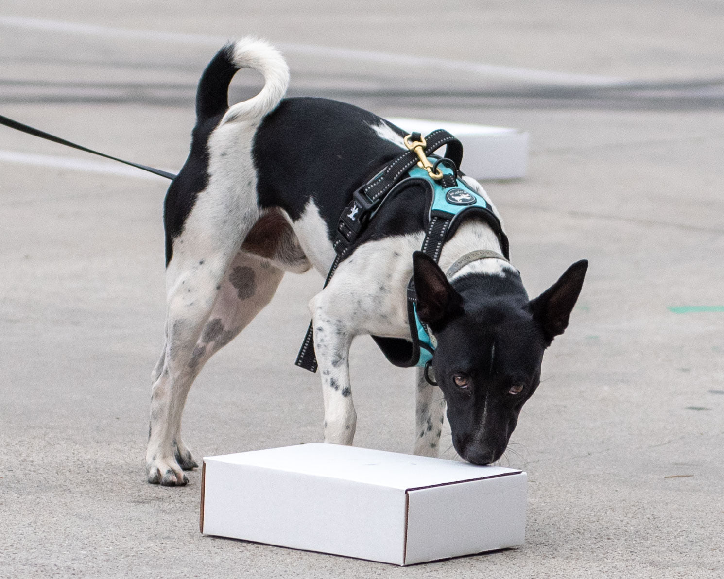 Purchase 3 Scent Work Private Lesson Package