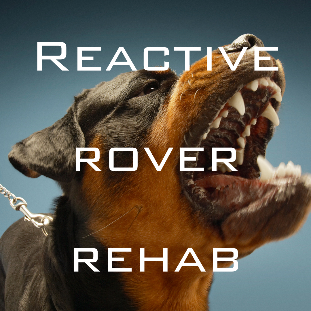 Purchase Reactive Rover Rehab Bundle