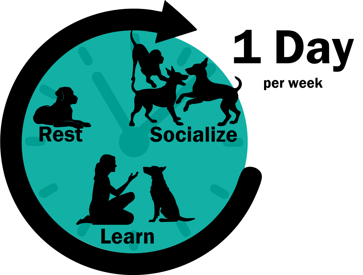 Purchase Dog School:  Monthly Enrollment: 1 day/week