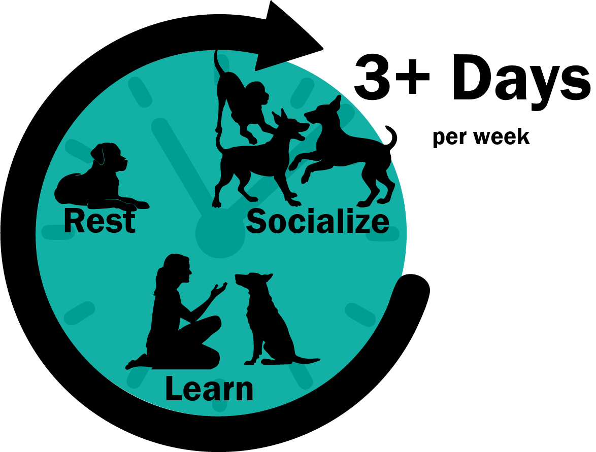 Purchase Dog School: Monthly Enrollment: 3+ days/week