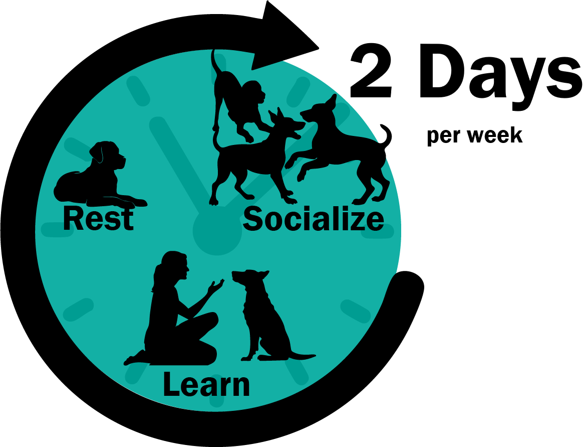 Purchase Dog School: Monthly Enrollment: 2 days/week