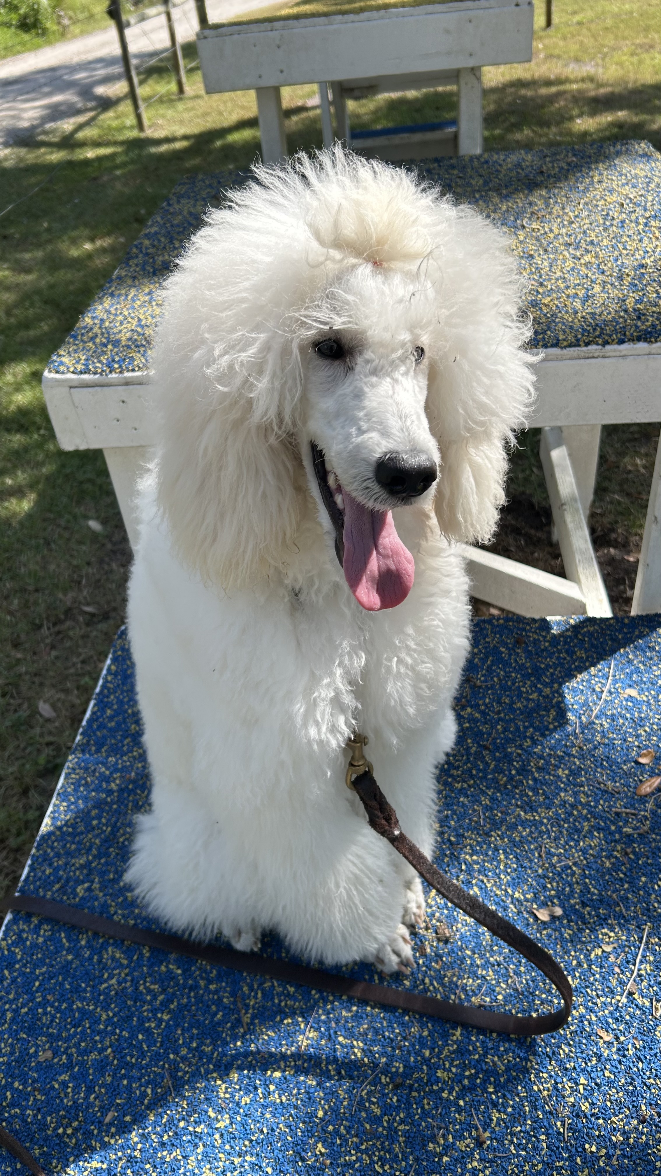 Purchase Star Puppy Obedience Pro