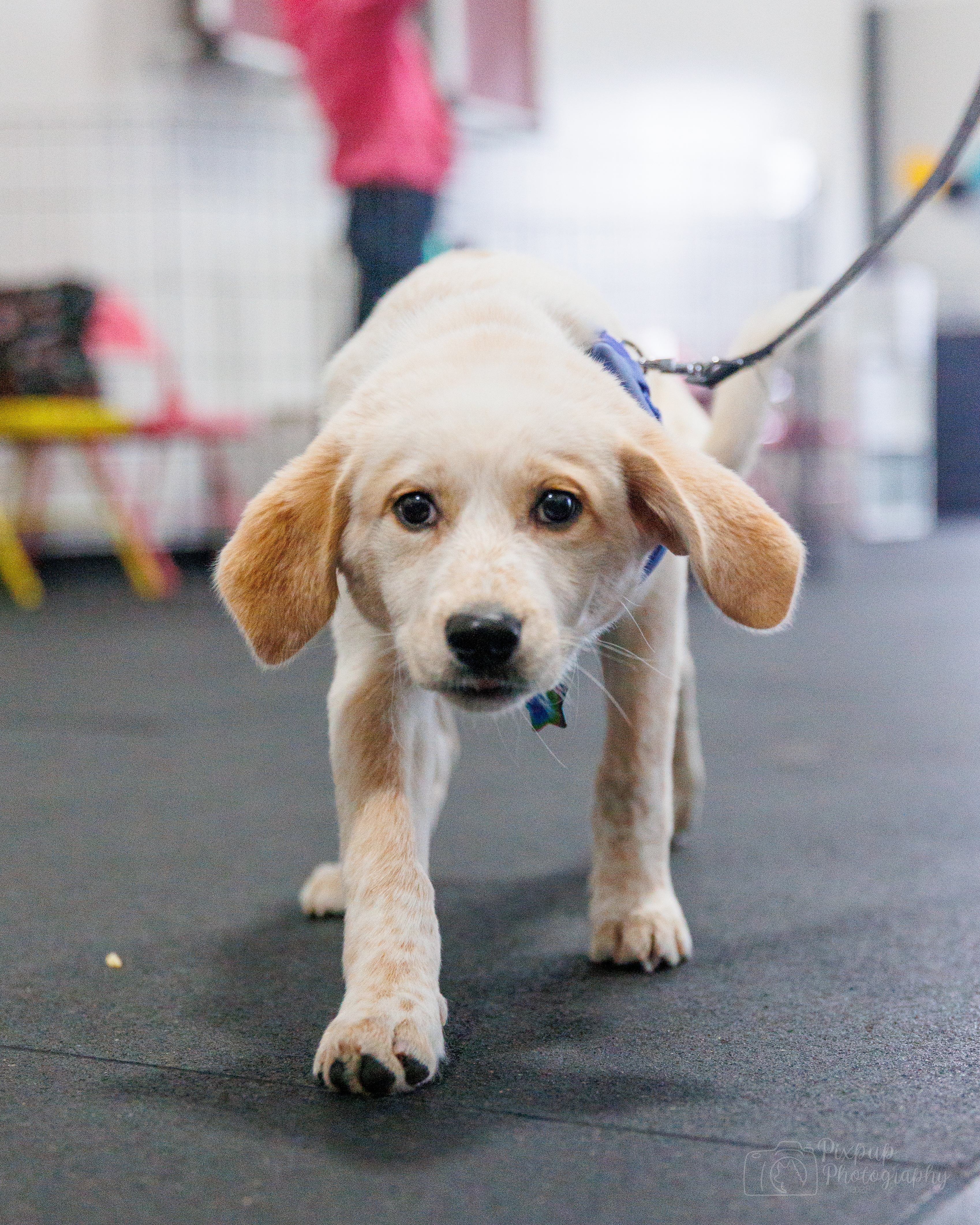 Purchase Puppy Training Private Support Package