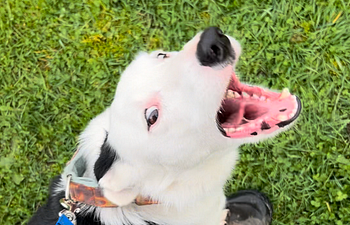 Purchase In-Home Private Behavior package