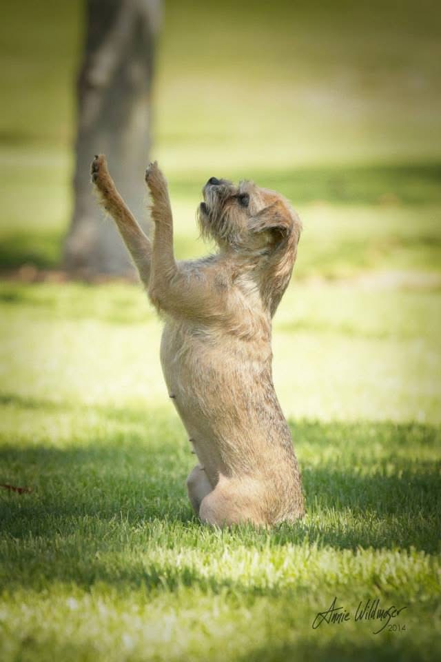 Purchase 3 Enrichment through Tricks Classes