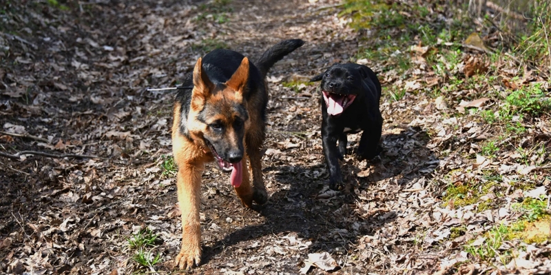 Purchase Puppy Hike Package