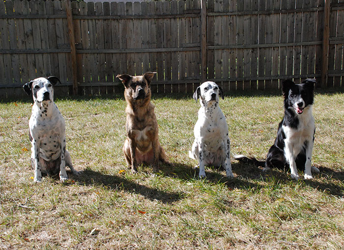 Purchase Multiple Dog Harmony Package