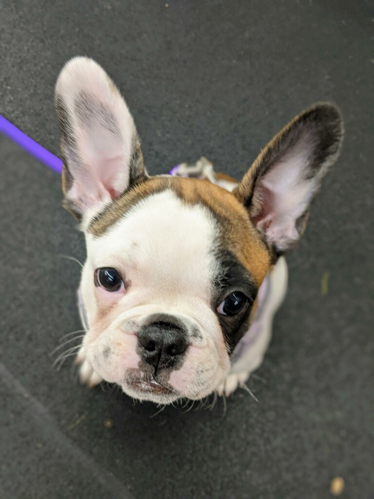 Purchase Puppy Primer Class + Weekly Playgroup Package (SMALL/MED BREED Version)