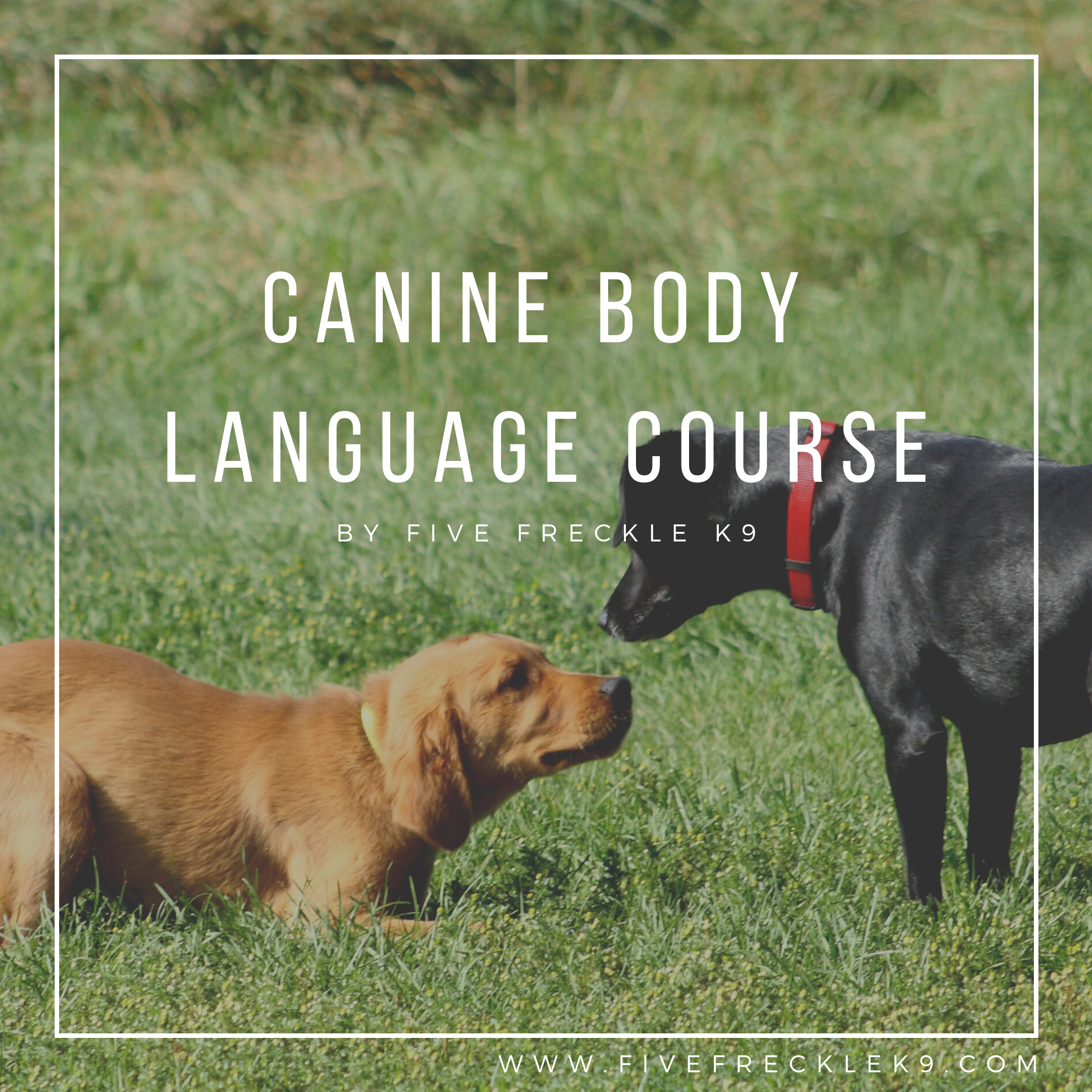 Purchase Canine Body Language Course