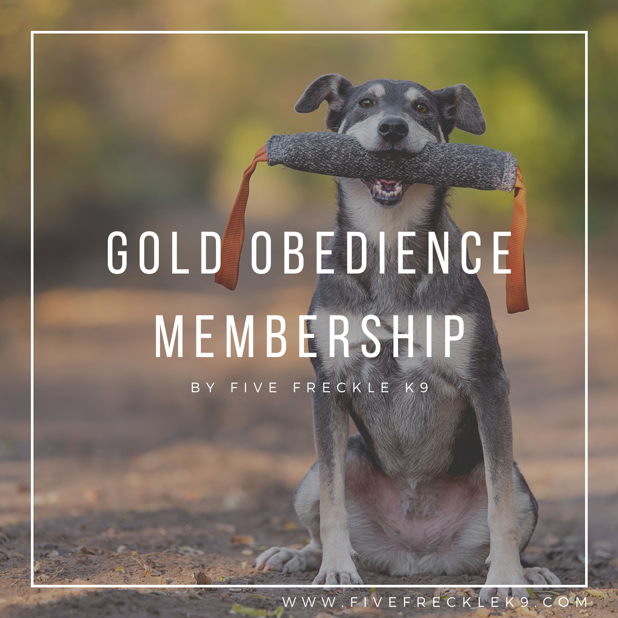 Purchase Gold Obedience